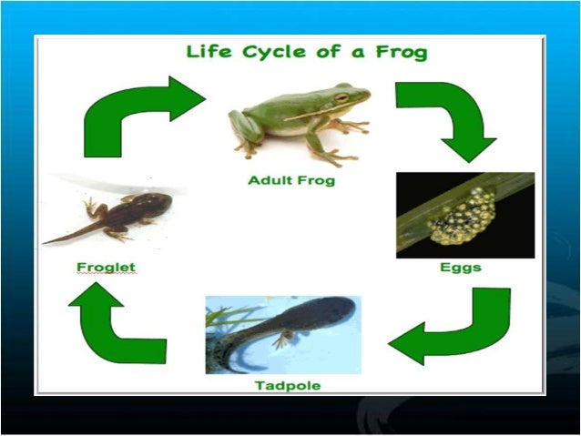 Manshi 8th a science reproduction in animals