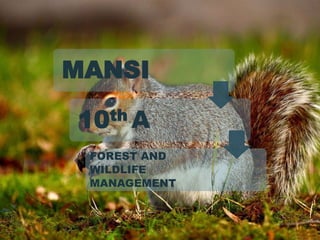 MANSI
10th A
FOREST AND
WILDLIFE
MANAGEMENT
 