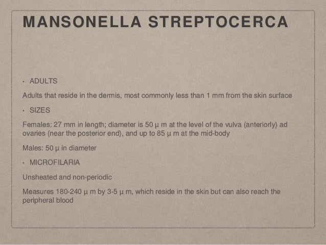 Mansonella streptocerca