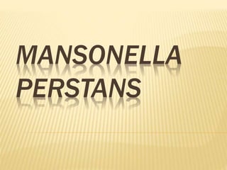 MANSONELLA
PERSTANS
 