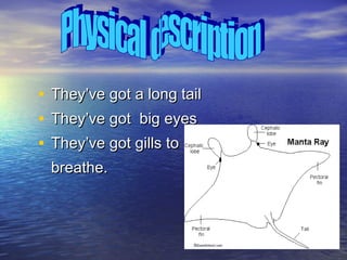 •
•
•

They’ve got a long tail
They’ve got big eyes
They’ve got gills to
breathe.

 