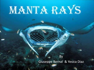 Manta Rays By  Giuseppe Bernal  & Yesica Diaz 