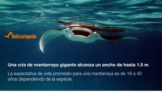 Mantarraya | PDF