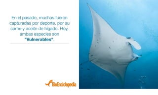 Mantarraya Alimentos Mantarraya | PDF