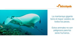 Animales Montarraya Mantarraya | PDF