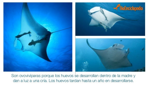 Mantarraya