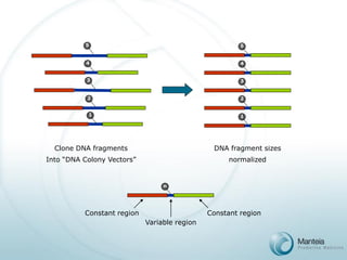 5 
4 
3 
2 
1 
Clone DNA fragments 
Into “DNA Colony Vectors” 
5 
4 
3 
2 
1 
DNA fragment sizes 
normalized 
n 
Variable region 
Constant region 
Constant region  