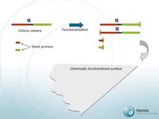 n 
Colony vectors 
Short primers 
n 
n 
Functionalization 
Chemically functionalized surface  