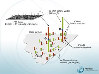 PAS Array 
Density = f([template],[primer],t) 
ss DNA Colony Vector(107/cm2) 
ss Oligonucleotide 
Primers (4x104/μm2) 
Glass surface 
1 
2 
5’ endscovalently attached 
3’ endsfree in solution  