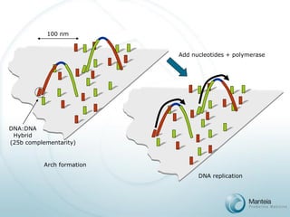 100 nm 
Arch formation 
DNA:DNA 
Hybrid 
DNA replication 
Add nucleotides + polymerase 
(25b complementarity)  