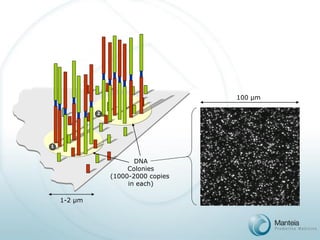 1-2 μm 
DNA 
Colonies 
(1000-2000 copies in each) 
1 
2 
100 μm  