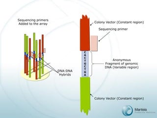 Sequencing primers 
Added to the array 
DNA:DNA 
Hybrids 
C 
A 
C 
T 
G 
C 
T 
G 
A 
Sequencing primer 
Anonymous 
Fragment of genomic 
DNA (Variable region) 
Colony Vector (Constant region) 
Colony Vector (Constant region)  