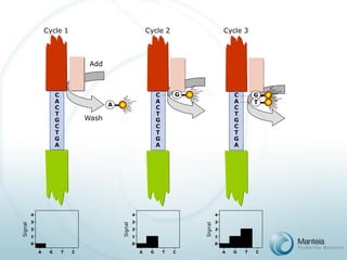 Cycle 3 
C 
A 
C 
T 
G 
C 
T 
G 
A 
G 
T 
0 
1 
2 
3 
4 
Signal 
A 
G 
T 
C 
C 
A 
C 
T 
G 
C 
T 
G 
A 
A 
0 
1 
2 
3 
4 
Signal 
A 
G 
T 
C 
Cycle 1 
Wash 
Add 
C 
A 
C 
T 
G 
C 
T 
G 
A 
Cycle 2 
G 
0 
1 
2 
3 
4 
Signal 
A 
G 
T 
C  