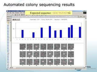 Expected sequence: GGCTGTATAGAutomated colony sequencing results  