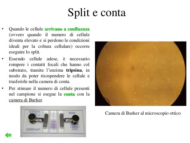 Mantenimenti e adesione cellulare a diversi substrati