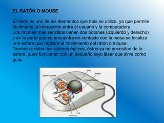 EL RATÓN O MOUSE

El ratón es uno de los elementos que más se utiliza, ya que permite
fácilmente la interacción entre el usuario y la computadora.
Los ratones más sencillos tienen dos botones (izquierdo y derecho)
y en la parte que se encuentra en contacto con la mesa se localiza
una esfera que registra el movimiento del ratón o mouse.
También existen los ratones ópticos, éstos ya no necesitan de la
esfera, pues funcionan con un pequeño rayo láser que sirve como
guía.
 