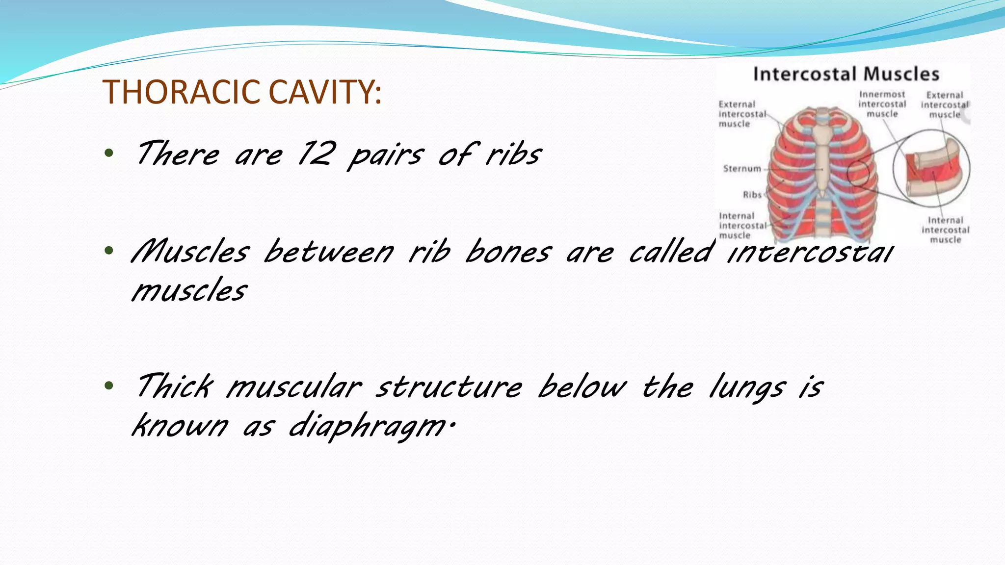 Inhaled Rib INHALATION AND EXHALATION MECHANISM OF LUNGS | PPTX