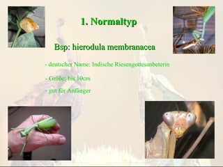 1. Normaltyp Bsp: hierodula membranacea - deutscher Name: Indische Riesengottesanbeterin - Größe: bis 10cm ,[object Object]