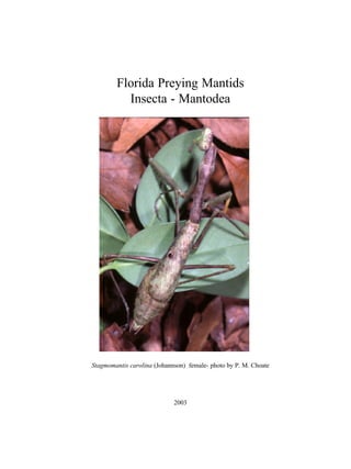 Florida Preying Mantids
Insecta - Mantodea

Stagmomantis carolina (Johannson) female- photo by P. M. Choate

2003
Florida Mantids - 1

 