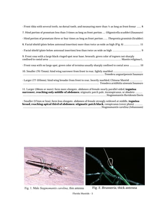 - Front tibia with several teeth, no dorsal tooth, and measuring more than ½ as long as front femur ...... 8
7. Hind portion of pronotum less than 3 times as long as front portion .... Oligonicella scudderi (Saussure)
- Hind portion of pronotum three or four times as long as front portion ...... Thesprotia graminis (Scudder)
8. Facial shield (plate below antennal insertion) more than twice as wide as high (Fig. 6) ...................... 11
- Facial shield (plate below antennal insertion) less than twice as wide as high ........................................ 9
9. Front coxa with a large black-ringed spot near base, beneath; green color of tegmen not sharply
confined to costal area ..................................................................................................... Mantis religiosa L.
- Front coxa with no large spot; green color of termina usually sharply confined to costal area .............. 10
10. Smaller (70-75mm); hind wing narrower from front to rear, lightly marbled .........................................
................................................................................................................. Tenodera angustipennis Saussure
- Larger (77-103mm); hind wing broader from front to rear, heavily marbled; Chinese Mantid ..................
.......................................................................................................... Tenodera aridifolia sinensis Saussure
11. Larger (58mm or more); form more elongate, abdomen of female nearly parallel-sided, tegmina
narrower, reaching only middle of abdomen; stigmatic patch pale, inconspicuous, or obsolete ..........
.................................................................................................................... Stagmomantis floridensis Davis
- Smaller (57mm or less); form less elongate, abdomen of female strongly widened at middle, tegmina
broad, reaching apical third of abdomen; stigmatic patch black, conspicuous (cover photo) ...........
............................................................................................................. Stagmomantis carolina (Johannson)

Fig. 1. Male Stagmomantis carolina, thin antenna

Fig. 2. Brunneria, thick antenna

Florida Mantids - 3

 