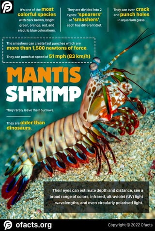 Mantis shrimp facts