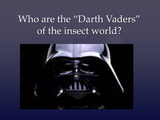 Who are the “Darth Vaders” of the insect world? 