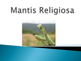 Mantis Religiosa  