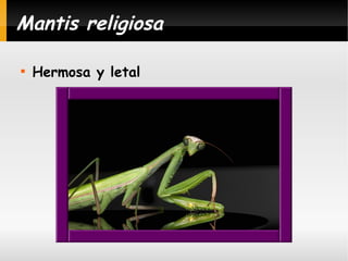 Mantis religiosa


Hermosa y letal

 
