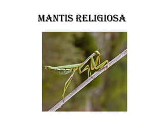 MANTIS RELIGIOSA
 