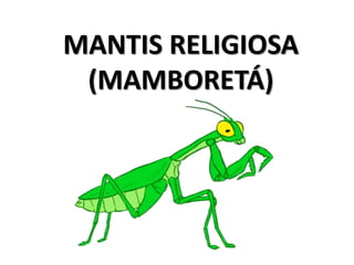MANTIS RELIGIOSA 
(MAMBORETÁ) 
 