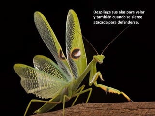 Despliega sus alas para volar 
y también cuando se siente 
atacada para defenderse. 
