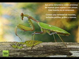 Sus patas delanteras están provistas 
de espinas para sujetar a sus presas. 
Este insecto no es venenoso. 
Comen una variedad de insectos, 
inclusive polillas, grillos y moscas. 
 