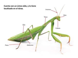 Cuenta con un único oído, y lo tiene 
localizado en el tórax. 
 