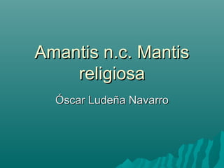 Amantis n.c. MantisAmantis n.c. Mantis
religiosareligiosa
Óscar Ludeña NavarroÓscar Ludeña Navarro
 