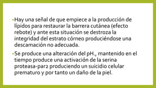 •Hay una señal de que empiece a la producción de
lípidos para restaurar la barrera cutánea (efecto
rebote) y ante esta situación se destroza la
integridad del estrato córneo produciéndose una
descamación no adecuada.
•Se produce una alteración del pH., mantenido en el
tiempo produce una activación de la serina
proteasa-par2 produciendo un suicidio celular
prematuro y por tanto un daño de la piel.
 