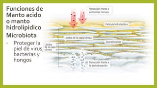 Funciones del
Manto acido
o manto
hidrolipidico
Microbiota
• Proteger la
piel de virus,
bacterias y
hongos
 