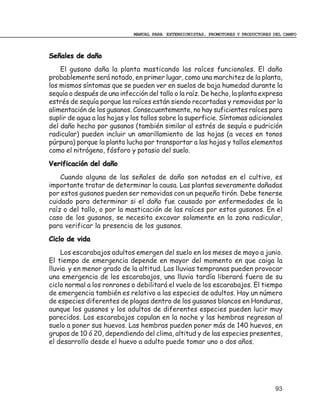 MANUAL PARA EXTENSIONISTAS, PROMOTORES Y PRODUCTORES DEL CAMPO



Señales de daño
    El gusano daña la planta masticando las raíces funcionales. El daño
probablemente será notado, en primer lugar, como una marchitez de la planta,
los mismos síntomas que se pueden ver en suelos de baja humedad durante la
sequía o después de una infección del tallo o la raíz. De hecho, la planta expresa
estrés de sequía porque las raíces están siendo recortadas y removidas por la
alimentación de los gusanos. Consecuentemente, no hay suficientes raíces para
suplir de agua a las hojas y los tallos sobre la superficie. Síntomas adicionales
del daño hecho por gusanos (también similar al estrés de sequía o pudrición
radicular) pueden incluir un amarillamiento de las hojas (a veces en tonos
púrpura) porque la planta lucha por transportar a las hojas y tallos elementos
como el nitrógeno, fósforo y potasio del suelo.
Verificación del daño
    Cuando alguna de las señales de daño son notadas en el cultivo, es
importante tratar de determinar la causa. Las plantas severamente dañadas
por estos gusanos pueden ser removidas con un pequeño tirón. Debe tenerse
cuidado para determinar si el daño fue causado por enfermedades de la
raíz o del tallo, o por la masticación de las raíces por estos gusanos. En el
caso de los gusanos, se necesita excavar solamente en la zona radicular,
para verificar la presencia de los gusanos.
Ciclo de vida
    Los escarabajos adultos emergen del suelo en los meses de mayo a junio.
El tiempo de emergencia depende en mayor del momento en que caiga la
lluvia y en menor grado de la altitud. Las lluvias tempranas pueden provocar
una emergencia de los escarabajos, una lluvia tardía liberará fuera de su
ciclo normal a los ronrones o debilitará el vuelo de los escarabajos. El tiempo
de emergencia también es relativo a las especies de adultos. Hay un número
de especies diferentes de plagas dentro de los gusanos blancos en Honduras,
aunque los gusanos y los adultos de diferentes especies pueden lucir muy
parecidos. Los escarabajos copulan en la noche y las hembras regresan al
suelo a poner sus huevos. Las hembras pueden poner más de 140 huevos, en
grupos de 10 ó 20, dependiendo del clima, altitud y de las especies presentes,
el desarrollo desde el huevo a adulto puede tomar uno o dos años.




                                                                                  93
 