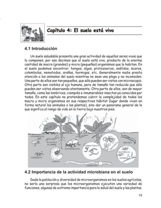 Capítulo 4: El suelo está vivo


4.1 Introducción
    Un suelo saludable presenta una gran actividad de aquellos seres vivos que
lo componen, por eso decimos que el suelo está vivo, producto de la enorme
cantidad de macro (grandes) y micro (pequeños) organismos que lo habitan. En
el suelo podemos encontrar: hongos, algas, protozoarios, anélidos, ácaros,
colembolas, nematodos, arañas, hormigas, etc. Generalmente nadie presta
atención a los animales del suelo mientras no sean una plaga y no incomoden.
Una parte de ellos son tan pequeños, que sólo pueden ser vistos con microscopio.
Otra parte son visibles al ojo humano, pero de tamaño tan reducido que sólo
pueden ser vistos observando atentamente. Otra parte de ellos, son de mayor
tamaño, como las lombrices, ciempiés e innumerables insectos ya conocidos por
todos. En este capítulo no pretendemos cubrir la complejidad de todos los
macro y micro organismos en sus respectivos hábitat (lugar donde viven en
forma natural los animales o las plantas), sino dar un panorama general de lo
que significa el rango de vida en la tierra bajo nuestros pies.




4.2 Importancia de la actividad microbiana en el suelo
   Dada la población y diversidad de microorganismos en los suelos agrícolas,
no sería una sorpresa que los microorganismos ejecuten una variedad de
funciones, algunas de extrema importancia para la salud del suelo y las plantas.

                                                                             19
 