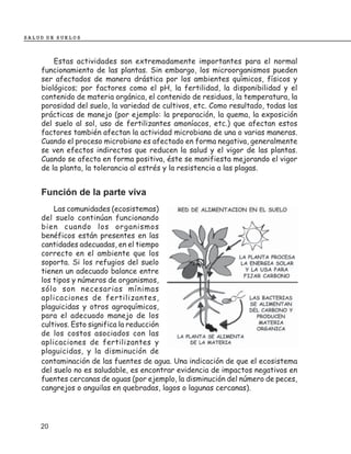 SALUD DE SUELOS



        Estas actividades son extremadamente importantes para el normal
    funcionamiento de las plantas. Sin embargo, los microorganismos pueden
    ser afectados de manera drástica por los ambientes químicos, físicos y
    biológicos; por factores como el pH, la fertilidad, la disponibilidad y el
    contenido de materia orgánica, el contenido de residuos, la temperatura, la
    porosidad del suelo, la variedad de cultivos, etc. Como resultado, todas las
    prácticas de manejo (por ejemplo: la preparación, la quema, la exposición
    del suelo al sol, uso de fertilizantes amoníacos, etc.) que afectan estos
    factores también afectan la actividad microbiana de una o varias maneras.
    Cuando el proceso microbiano es afectado en forma negativa, generalmente
    se ven efectos indirectos que reducen la salud y el vigor de las plantas.
    Cuando se afecta en forma positiva, éste se manifiesta mejorando el vigor
    de la planta, la tolerancia al estrés y la resistencia a las plagas.


    Función de la parte viva
        Las comunidades (ecosistemas)
    del suelo continúan funcionando
    bien cuando los organismos
    benéficos están presentes en las
    cantidades adecuadas, en el tiempo
    correcto en el ambiente que los
    soporta. Si los refugios del suelo
    tienen un adecuado balance entre
    los tipos y números de organismos,
    sólo son necesarias mínimas
    aplicaciones de fertilizantes,
    plaguicidas y otros agroquímicos,
    para el adecuado manejo de los
    cultivos. Esto significa la reducción
    de los costos asociados con las
    aplicaciones de fertilizantes y
    plaguicidas, y la disminución de
    contaminación de las fuentes de agua. Una indicación de que el ecosistema
    del suelo no es saludable, es encontrar evidencia de impactos negativos en
    fuentes cercanas de aguas (por ejemplo, la disminución del número de peces,
    cangrejos o anguilas en quebradas, lagos o lagunas cercanas).




    20
 