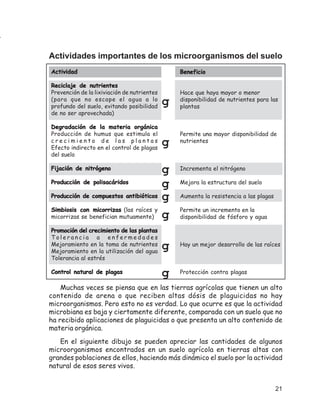 Actividades importantes de los microorganismos del suelo
Actividad                                        Beneficio

               nutrientes................
Reciclaje de nutrientes................
Prevención de la lixiviación de nutrientes       Hace que haya mayor o menor
(para que no escape el agua a lo                 disponibilidad de nutrientes para las
profundo del suelo, evitando posibilidad
                                             g   plantas
de no ser aprovechada)

Degradación de la materia orgánica
Producción de humus que estimula el              Permite una mayor disponibilidad de
crecimiento de las plantas
Efecto indirecto en el control de plagas
                                             g   nutrientes

del suelo

Fijación de nitrógeno                        g   Incrementa el nitrógeno

Producción de polisacáridos
                                             g   Mejora la estructura del suelo

Producción de compuestos antibióticos        g   Aumenta la resistencia a las plagas

Simbiosis con micorrizas (las raíces y           Permite un incremento en la
micorrizas se benefician mutuamente)         g   disponibilidad de fósforo y agua

Promoción del crecimiento de las plantas
Tolerancia a enfermedades
Mejoramiento en la toma de nutrientes
Mejoramiento en la utilización del agua
                                             g   Hay un mejor desarrollo de las raíces

Tolerancia al estrés

Control natural de plagas                    g   Protección contra plagas

    Muchas veces se piensa que en las tierras agrícolas que tienen un alto
contenido de arena o que reciben altas dósis de plaguicidas no hay
microorganismos. Pero esto no es verdad. Lo que ocurre es que la actividad
microbiana es baja y ciertamente diferente, comparada con un suelo que no
ha recibido aplicaciones de plaguicidas o que presenta un alto contenido de
materia orgánica.
   En el siguiente dibujo se pueden apreciar las cantidades de algunos
microorganismos encontrados en un suelo agrícola en tierras altas con
grandes poblaciones de ellos, haciendo más dinámico el suelo por la actividad
natural de esos seres vivos.


                                                                                       21
 