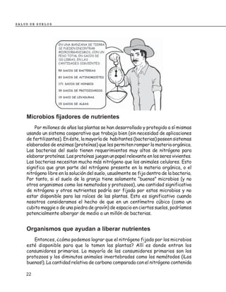 SALUD DE SUELOS




    Microbios fijadores de nutrientes
        Por millones de años las plantas se han desarrollado y protegido a sí mismas
    usando un sistema cooperativo que trabaja bien (sin necesidad de aplicaciones
    de fertilizantes). En éste, la mayoría de habitantes (bacterias) poseen sistemas
    elaborados de enzimas (proteínas) que les permiten romper la materia orgánica.
    Las bacterias del suelo tienen requerimientos muy altos de nitrógeno para
    elaborar proteínas. Las proteínas juegan un papel relevante en los seres vivientes.
    Las bacterias necesitan mucho más nitrógeno que los animales celulares. Esto
    significa que gran parte del nitrógeno presente en la materia orgánica, o el
    nitrógeno libre en la solución del suelo, usualmente se fija dentro de la bacteria.
    Por tanto, si el suelo de la granja tiene solamente “buenos” microbios (y no
    otros organismos como los nematodos y protozoos), una cantidad significativa
    de nitrógeno y otros nutrientes podría ser fijada por estos microbios y no
    estar disponible para las raíces de las plantas. Esto es significativo cuando
    nosotros consideramos el hecho de que en un centímetro cúbico (como un
    cubito maggie o de una piedra de gravín) de espacio en ciertos suelos, podríamos
    potencialmente albergar de medio a un millón de bacterias.


    Organismos que ayudan a liberar nutrientes
       Entonces, ¿cómo podemos lograr que el nitrógeno fijado por los microbios
    esté disponible para que lo tomen las plantas? Allí es donde entran los
    consumidores primarios. La mayoría de los consumidores primarios son los
    protozoos y los diminutos animales invertebrados como los nemátodos (¡Los
    buenos!). La cantidad relativa de carbono comparada con el nitrógeno contenida

    22
 