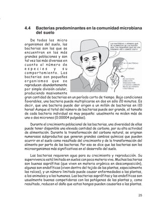 4.4    Bacterias predominantes en la comunidad microbiana
       del suelo
    De todos los micro
organismos del suelo, las
bacterias son las que se
encuentran en las más
grandes poblaciones y son
tal vez las más diversas en
cuanto al número de
especies           y     su
comportamiento. Las
bacterias son pequeños
organismos que se
reproducen abundantemente
por simple división celular,
produciendo masivamente
gran cantidad de bacterias en un período corto de tiempo. Bajo condiciones
favorables, una bacteria puede multiplicarse en dos en sólo 20 minutos. Es
decir, que una bacteria puede dar origen a un millón de bacterias en ¡10
horas! Aunque el total del número de bacterias puede ser grande, el tamaño
de cada bacteria individual es muy pequeño: usualmente no miden más de
uno o dos micrones (0.00004 pulgadas).
    Durante el crecimiento poblacional de las bacterias, una diversidad de ellas
puede tener disponible una elevada cantidad de carbono, por su alta actividad
de alimentación. Durante la transformación del carbono natural, se originan
numerosos subproductos que generan grandes cambios químicos que pueden
ocurrir en el suelo como resultado del crecimiento y de la transformación del
alimento por parte de las bacterias. Por eso se dice que las bacterias son los
microorganismos más significativos en el desarrollo del suelo.
    Las bacterias requieren agua para su crecimiento y reproducción. Su
supervivencia está limitada en suelos con poca materia viva. Muchas bacterias
son buenas saprófitas (que viven en materia orgánica en descomposición),
algunas son endofíticas (viven dentro del tejido de las plantas, especialmente
las raíces), y un número limitado puede causar enfermedades a las plantas,
a los animales y a los humanos. Las bacterias saprófitas y las endofíticas son
usualmente buenas competidoras con los patógenos de las plantas y, como
resultado, reducen el daño que estos hongos pueden causarles a las plantas.


                                                                             25
 