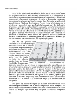 SALUD DE SUELOS



        De particular importancia para el suelo, son las bacterias que transforman
    los nutrientes del suelo para promover directamente el crecimiento de la
    planta. Estos organismos juegan un papel clave en el mantenimiento del delicado
    balance entre la materia acumulada y la materia degradada. Numerosas
    bacterias de los géneros Azotobacter, Azospirillum, Enterobacter y Klebsiella
    son eficientes fijadoras de nitrógeno. Pueden tomar el nitrógeno de la
    atmósfera y convertirlo para que la planta lo pueda usar. Sin duda estos
    organismos contribuyen sustancialmente para que los agricultores economicen
    en fertilizantes nitrogenados. Algunas de estas bacterias producen de manera
    natural hormonas que estimulan el crecimiento de las plantas. Las bacterias
    del género Bacillus, Pseudomonas y Azospirillum son bien conocidas por
    promover el crecimiento de las plantas. En especial la especie Azospirillum
    estimula el crecimiento de las raíces y promueve la germinación mientras que
    las Pseudomonas son bien conocidas por suprimir patógenos.
        Uno de los grupos más
    importantes de bacterias es el que
    está involucrado en el control
    biológico de los patógenos (que
    enferman las plantas) y las
    enfermedades que ellos
    causan. Estas bacterias
    pueden ser encontradas en
    todo tipo de suelo
    agrícola. Su efecto
    puede durar un tiempo
    indefinido. Es decir, son
    bacterias benéficas que previenen el ataqueo controlan los patógenos que
    atacan a las plantas. En algunos casos, las altas poblaciones de estas bacterias
    son responsables del desarrollo de lo que se llama un suelo “supresivo”.
    Estas bacterias benéficas inhiben la actividad de los patógenos de las plantas,
    producen sustancias antibióticas o activan hongos benéficos. Todas estas
    bacterias que viven y mueren en los tejidos de las plantas, aportan gran
    cantidad de materia orgánica y dan enmiendas al suelo. En los suelos
    supresivos l a s p l a n t a s s e desarrollan mejor y no son atacadas por
    patógenos.
       Gran parte del control biológico que ejercen las bacterias se puede
    encontrar particularmente en la materia orgánica o en el “compost”. De
    hecho, la aplicación de este último ha sido usada como alternativa efectiva
    contra los hongos. Igualmente, hay una gran cantidad de compañías

    26
 