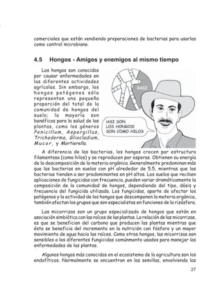 comerciales que están vendiendo preparaciones de bacterias para usarlas
como control microbiano.


4.5    Hongos - Amigos y enemigos al mismo tiempo
    Los hongos son conocidos
por causar enfermedades en
las diferentes actividades
agrícolas. Sin embargo, los
hongos patógenos sólo
representan una pequeña
proporción del total de la
comunidad de hongos del
suelo; la mayoría son
benéficos para la salud de las
plantas, como los géneros
Penicillum, Aspergillus,
Trichoderma, Gliocladium,
M u c o r , y Mortierella.
    A diferencia de las bacterias, los hongos crecen por estructura
filamentosa (como hilos) y se reproducen por esporas. Obtienen su energía
de la descomposición de la materia orgánica. Generalmente predominan más
que las bacterias en suelos con pH alrededor de 5.5, mientras que las
bacterias tienden a ser predominantes en pH altos. Los suelos que reciben
aplicaciones de fungicidas con frecuencia, pueden variar dramáticamente la
composición de la comunidad de hongos, dependiendo del tipo, dósis y
frecuencia del fungicida utilizado. Los fungicidas, aparte de afectar los
patógenos y la actividad de los hongos que descomponen la materia orgánica,
también afectan los grupos que son especialistas en funciones de la rizósfera.
   Las micorrizas son un grupo especializado de hongos que están en
asociación simbiótica con las raíces de las plantas. La relación de las micorrizas,
es que se benefician del carbono que producen las plantas mientras que
ésta se beneficia del incremento en la nutrición con fósforo y un mayor
movimiento de agua hacia las raíces. Como otros hongos, las micorrizas son
sensibles a los diferentes fungicidas comúnmente usados para manejar las
enfermedades de las plantas.
   Algunos hongos más conocidos en el ecosistema de la agricultura son los
endofíticos. Normalmente se encuentran en las semillas, envolviendo las
                                                                                27
 