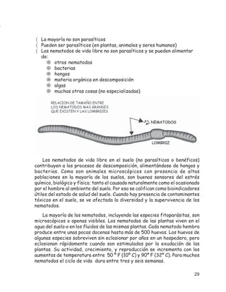 〈 La mayoría no son parasíticos
〈 Pueden ser parasíticos (en plantas, animales y seres humanos)
〈 Los nematodos de vida libre no son parasíticos y se pueden alimentar
  de:
        otros nematodos
        bacterias
        hongos
        materia orgánica en descomposición
        algas
        muchas otras cosas (no especializadas)




    Los nematodos de vida libre en el suelo (no parasíticos o benéficos)
contribuyen a los procesos de descomposición, alimentándose de hongos y
bacterias. Como son animales microscópicos con presencia de altas
poblaciones en la mayoría de los suelos, son buenos sensores del estrés
químico, biológico y físico; tanto el causado naturalmente como el ocasionado
por el hombre al ambiente del suelo. Por eso se califican como bioindicadores
útiles del estado de salud del suelo. Cuando hay presencia de contaminantes
tóxicos en el suelo, se ve afectada la diversidad y la supervivencia de los
nematodos.
    La mayoría de los nematodos, incluyendo las especies fitoparásitas, son
microscópicos o apenas visibles. Los nematodos de las plantas viven en el
agua del suelo o en los fluidos de las mismas plantas. Cada nematodo hembra
produce entre unas pocas docenas hasta más de 500 huevos. Los huevos de
algunas especies sobreviven sin eclosionar por años en un hospedero, pero
eclosionan rápidamente cuando son estimulados por la exudación de las
plantas. Su actividad, crecimiento, y reproducción se incrementa con los
aumentos de temperatura entre 50 º F (10º C) y 90º F (32º C). Para muchos
nematodos el ciclo de vida dura entre tres y seis semanas.

                                                                          29
 