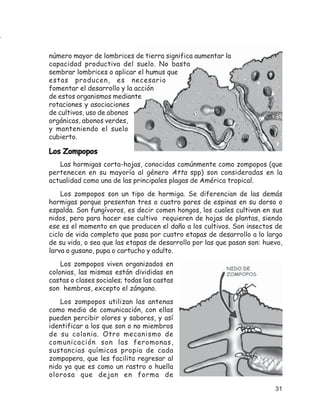 número mayor de lombrices de tierra significa aumentar la
capacidad productiva del suelo. No basta
sembrar lombrices o aplicar el humus que
estas producen, es necesario
fomentar el desarrollo y la acción
de estos organismos mediante
rotaciones y asociaciones
de cultivos, uso de abonos
orgánicos, abonos verdes,
y manteniendo el suelo
cubierto.

Los Zompopos
   Las hormigas corta-hojas, conocidas comúnmente como zompopos (que
pertenecen en su mayoría al género Atta spp) son consideradas en la
actualidad como una de las principales plagas de América tropical.
    Los zompopos son un tipo de hormiga. Se diferencian de las demás
hormigas porque presentan tres o cuatro pares de espinas en su dorso o
espalda. Son fungívoros, es decir comen hongos, los cuales cultivan en sus
nidos, pero para hacer ese cultivo requieren de hojas de plantas, siendo
ese es el momento en que producen el daño a los cultivos. Son insectos de
ciclo de vida completo que pasa por cuatro etapas de desarrollo a lo largo
de su vida, o sea que las etapas de desarrollo por las que pasan son: huevo,
larva o gusano, pupa o cartucho y adulto.
    Los zompopos viven organizados en
colonias, las mismas están divididas en
castas o clases sociales; todas las castas
son hembras, excepto el zángano.
    Los zompopos utilizan las antenas
como medio de comunicación, con ellas
pueden percibir olores y sabores, y así
identificar a los que son o no miembros
de su colonia. Otro mecanismo de
comunicación son las feromonas,
sustancias químicas propia de cada
zompopera, que les facilita regresar al
nido ya que es como un rastro o huella
olorosa que dejan en forma de

                                                                         31
 