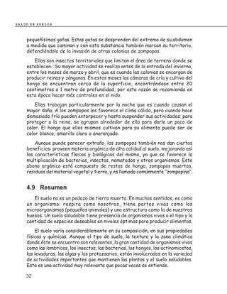 SALUD DE SUELOS



    pequeñísimas gotas. Estas gotas se desprenden del extremo de su abdomen
    a medida que caminan y con esta substancia también marcan su territorio,
    defendiéndolo de la invasión de otras colonias de zompopos.
       Ellos son insectos territoriales que limitan el área de terreno donde se
    establecen. Su mayor actividad se realiza antes de la entrada del invierno,
    entre los meses de marzo y abril, que es cuando las colonias se encargan de
    producir reinas y zánganos. En estos meses las cámaras de cría y cultivo del
    hongo se encuentran cerca de la superficie, encontrándose entre 20
    centímetros a 1 metro de profundidad, por esta razón se recomienda en
    esta época hacer más controles en el nido.
        Ellos trabajan particularmente por la noche que es cuando causan el
    mayor daño. A los zompopos les favorece el clima cálido, pero cuando hace
    demasiado frío pueden entorpecer y hasta suspender sus actividades; para
    proteger a la reina, se agrupan alrededor de ella para darle un poco de
    calor. El hongo que ellos mismos cultivan para su alimento puede ser de
    color blanco, amarillo claro o anaranjado.
        Aunque puede parecer extraño, los zompopos también nos dan ciertos
    beneficios: proveen materia orgánica de alta calidad al suelo, mejorando así
    las características físicas y biológicas del mismo, ya que se favorece la
    multiplicación de bacterias, insectos, nematodos y otros organismos. Este
    abono orgánico está compuesto de restos de hongo, zompopos muertos,
    residuos del material vegetal y tierra, y es llamado comúnmente “zompopina”.


    4.9 Resumen
       El suelo no es un pedazo de tierra muerta. En muchos sentidos, es como
    un organismo: respira como nosotros, tiene partes vivas como los
    microorganismos (pequeños animales) y una estructura como la de nuestros
    huesos. Un suelo saludable tiene presencia de organismos vivos o el tipo y la
    cantidad de especies deseables en niveles óptimos para producir alimentos.
        El suelo varía considerablemente en su composición, en sus propiedades
    físicas y químicas. Aunque el tipo de suelo, la textura y la zona climática
    donde éste se encuentra son relevantes, la gran cantidad de organismos vivos
    como las lombrices, los insectos, las bacterias, los hongos, los actinomicetos,
    las levaduras, las algas y los protozoarios, están involucrados en la variedad
    de actividades importantes que mantienen las plantas y el suelo saludables.
    Esta es una actividad muy relevante que pocas veces se entiende.

    32
 