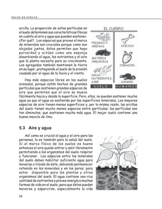 SALUD DE SUELOS



    arcilla. La proporción de estas partículas en
    el suelo determinan sus características físicas
    en cuánto al aire y agua que pueden sostener.
    ¿Por qué?. Los espacios que provee el marco
    de minerales son cruciales porque como son
    alojados juntos, éstos permiten que haya
    porosidad y actúan como una esponja
    absorbiendo el agua, los nutrientes y el aire
    que la planta necesita para su crecimiento.
    Los agregados también mantienen la tierra
    en su lugar, protegiendo el suelo de la erosión
    causada por el agua de la lluvia y el viento.
        Hay más espacios libres en los suelos
    arenosos, porque están hechos de grandes
    partículas que sostienen grandes espacios de
    aire que permiten que el aire se mueva
    fácilmente hacia y desde la superficie. Pero, ellos, no pueden sostener mucha
    agua ya que el agua es sostenida por las superficies minerales. Los mayores
    espacios de aire tienen menos superficies y, por la misma razón, las arcillas
    del suelo tienen mucho menos espacios entre partículas; las partículas son
    tan diminutas, que sostienen mucha más agua. El mejor suelo contiene una
    buena mezcla de limo.


    5.3 Aire y agua
        Así como es crucial el agua y el aire para las
    personas, lo es también para la salud del suelo.
    Si el marco físico de los suelos es bueno
    entonces el aire puede entrar y salir libremente
    permitiendo a los organismos del suelo respirar
    y funcionar. Los espacios entre los minerales
    del suelo deben habilitar suficiente agua para
    moverse a través de éste, debiendo permanecer
    retenida en los minerales y en los poros, para
    estar disponible para las plantas y otros
    organismos del suelo. El agua contiene una rica
    cantidad de nutrientes y provee energía a muchas
    formas de vida en el suelo, para que éstas puedan
    moverse y esparcirse, especialmente la vida

    34
 