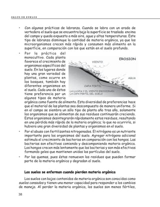 SALUD DE SUELOS



    •    Con algunas prácticas de labranza. Cuando se labra con un arado de
         vertedera el suelo que se encuentra bajo la superficie se traslada encima
         del campo y queda expuesto a más aire, agua y altas temperaturas. Este
         tipo de labranza disminuye la cantidad de materia orgánica, ya que los
         microorganismos crecen más rápido y consumen más alimento en la
         superficie, en comparación con los que están en el suelo profundo.
    •    Por la práctica del
         monocultivo. Cada planta
         favorece el crecimiento de
         organismos específicos del
         suelo. En los lugares donde
         hay una gran variedad de
         plantas, como ocurre en
         los bosques, también hay
         diferentes organismos en
         el suelo. Cada uno de éstos
         tiene preferencia por un
         algunos tipos de materia
         orgánica como fuente de alimento. Esta diversidad de preferencias hace
         que el material de las plantas sea descompuesto de manera uniforme. Si
         en el campo se siembra un sólo tipo de planta año tras año, solamente
         los organismos que se alimentan de sus residuos continuarán creciendo.
         Estos organismos desintegrarán rápidamente estos residuos, resultando
         en una pérdida más rápida de la materia orgánica; lo que no ocurriría, si
         hubiera una gran diversidad de plantas y organismos en el suelo.
    •    Por el abuso con fertilizantes nitrogenados. El nitrógeno es un nutriente
         importante para los organismos del suelo. Agregar nitrógeno adicional
         estimula el crecimiento de bacterias en comparación con los hongos. Las
         bacterias son efectivas comiendo y descomponiendo materia orgánica.
         Los hongos crecen más lentamente que las bacterias y son más efectivos
         formando geles que mantienen unidas las partículas del suelo.
    •    Por las quemas, pues éstas remueven los residuos que pueden formar
         parte de la materia orgánica y degradan el suelo.


         Los suelos se enferman cuando pierden materia orgánica
       Los suelos con bajos contenidos de materia orgánica son conocidos como
    suelos cansados y tienen una menor capacidad para responder a los cambios
    de manejo. Al perder la materia orgánica, los suelos son menos fértiles,

    38
 