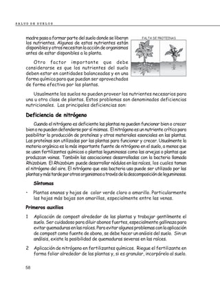 SALUD DE SUELOS



    madre pasa a formar parte del suelo donde se liberan
    los nutrientes. Algunos de estos nutrientes están
    disponibles y otros necesitan la acción de organismos
    antes de estar disponibles a la planta.
       Otro factor importante que debe
    considerarse es que los nutrientes del suelo
    deben estar en cantidades balanceadas y en una
    forma química para que puedan ser aprovechados
    de forma efectiva por las plantas.

       Usualmente los suelos no pueden proveer los nutrientes necesarios para
    una u otra clase de plantas. Estos problemas son denominados deficiencias
    nutricionales. Las principales deficiencias son:

    Deficiencia de nitrógeno
         Cuando el nitrógeno es deficiente las plantas no pueden funcionar bien o crecer
    bien o no pueden defenderse por sí mismas. El nitrógeno es un nutriente crítico para
    posibilitar la producción de proteínas y otros materiales esenciales en las plantas.
    Las proteínas son utilizadas por las plantas para funcionar y crecer. Usualmente la
    materia orgánica es la más importante fuente de nitrógeno en el suelo, a menos que
    se usen fertilizantes químicos o plantas leguminosas como las arvejas o plantas que
    produzcan vainas. También las asociaciones desarrolladas con la bacteria llamada
    Rhizobium. El Rhizobium puede desarrollar nódulos en las raíces, los cuales toman
    el nitrógeno del aire. El nitrógeno que esa bacteria usa puede ser utilizado por las
    plantas y más tarde por otros organismos a través de la descomposición de leguminosas.
         Síntomas
    •    Plantas enanas y hojas de color verde claro o amarillo. Particularmente
         las hojas más bajas son amarillas, especialmente entre las venas.
    Primeros auxilios
    1    Aplicación de compost alrededor de las plantas y trabajar gentilmente el
         suelo. Ser cuidadoso para diluir abonos fuertes, especialmente gallinaza para
         evitar quemaduras en las raíces. Para evitar algunos problemas con la aplicación
         de compost como fuente de abono, se debe hacer un anáisis del suelo. Sin un
         análisis, existe la posibilidad de quemaduras severas en las raíces.
    2    Aplicación de nitrógeno en fertilizantes químicos. Riegue el fertilizante en
         forma foliar alrededor de las plantas y, si es granular, incorpórelo al suelo.

    58
 